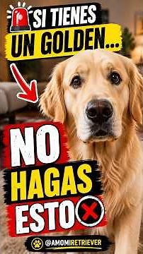 Labrador vs. Golden Retriever | Most Owners Get This Wrong 🐶