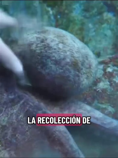 #movie #tesoro #peliculas #short