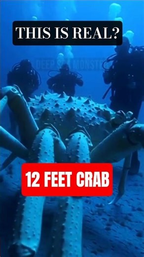 The Largest Crab Ever Caught on Camera 🦀