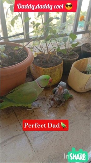 Perfect Dad🦜 #Parrot #pets #Funny #shorts #BestVibes
