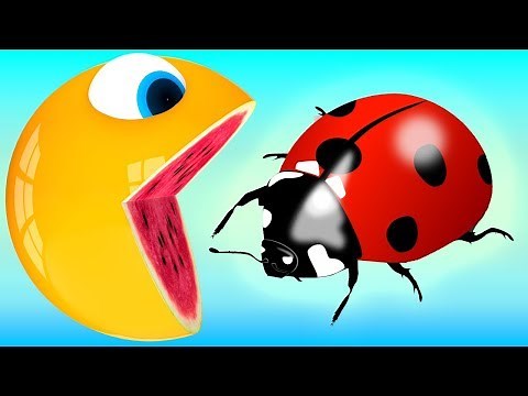 Pacman meets a Red Ladybug Pacman Watermelon rolling on farm as he find secret box