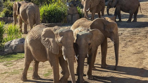 Elephant Valley opens at San Diego Zoo Safari Park