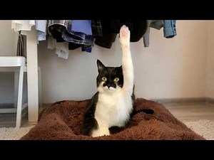 When Your Cat Is a Born Comedian, They Deserve an Oscar! 😂