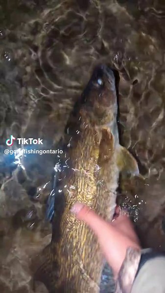Mastering Walleye Fishing Techniques: Tips and Tricks for Success