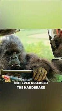 The gorilla was stolen by the circus owner #shorts