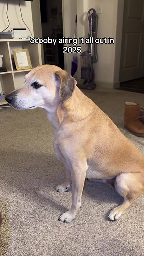 If dogs could talk #scooby #viraldog #funnydog #relatable #dog #dogsoftiktok #goingviral #fyp #fypviral