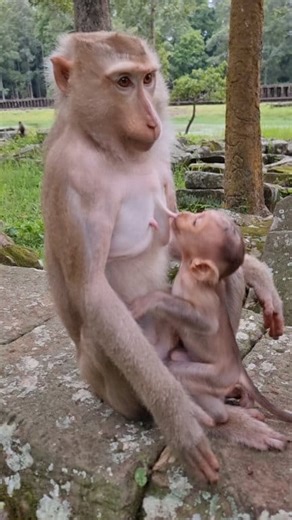 Oh, how mom Katrina feel while n-ursing baby Kendra | Monkey Care