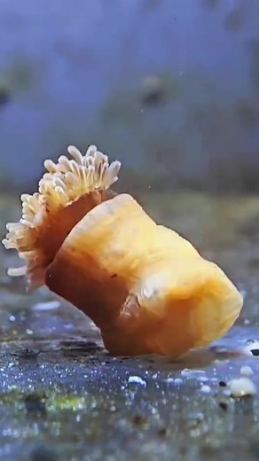 Discover Fascinating Sea Anemones on Oysters