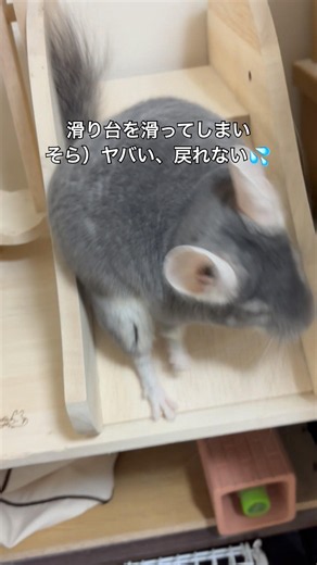 滑り台で滑ってしまい焦るチンチラ＃chinchilla＃チンチラ＃shorts