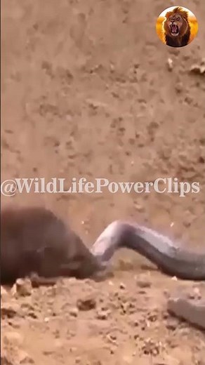 King Cobra vs Mongoose – Deadliest Snake Battle Ever Caught on Camera!