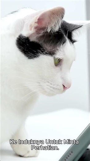 Why Do Cats "Meow" at Humans, But Rarely at Their Peers?
