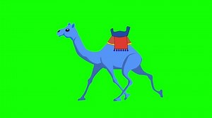 blue color camel running animation on green screen 2d animation cartoon