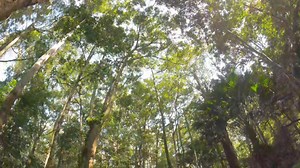 38K views · 1K reactions | Amazon Rainforest: The Lungs of Our Planet. | Science Acumen | Facebook