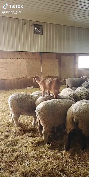 kid parkour #parkour #goatsoftiktok