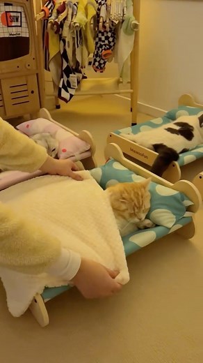 Nio Pets on Instagram: "Introducing the ultimate cat haven! ✨ Our cat bed, featuring a luxurious flannel mat, is the epitome of comfort. Plus, it’s stackable! Add two more beds on top to create a kitty skyscraper of coziness. Elevate your cat’s nap game with this stylish and versatile feline retreat!  #CatBed #CozyNaps #PamperedPets"