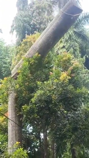 tips and tricks Woodworking project cut down a large palm tree #shortvideo #treecutting #chainsaw