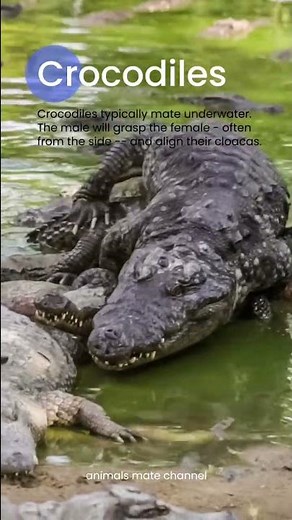 How do crocodiles mating | breeding season | copulation rituals