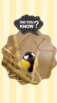 This Bird Has ACCENTS?! Real Facts About the Great Tit Bird! 🐦✨ #birdtrends #animals #birdlives