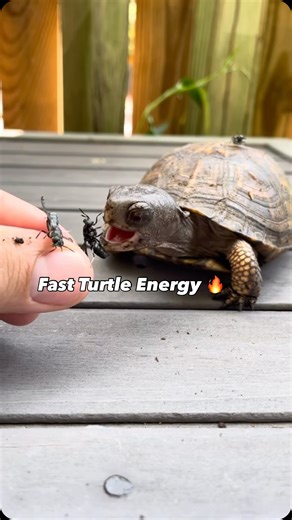 Adrian Eastern Box Turtle on Instagram: "Splinter said RUN… the black soldier flies said too late 😭🐢 Fast feet, sharp eyes, and zero mercy at feeding time 🪰➡️🐢 Meet Splinter 🐢 Today’s mission: chase down black soldier flies 🪰😆 These bugs are a great source of protein and enrichment for eastern box turtles, and Splinter takes his job VERY seriously. Nature + snacks = happy turtle 🐢❤️ #EasternBoxTurtle #BoxTurtle #SplinterTheTurtle #TurtleFeeding #BlackSoldierFlies #ReptileLife #ReptileCom