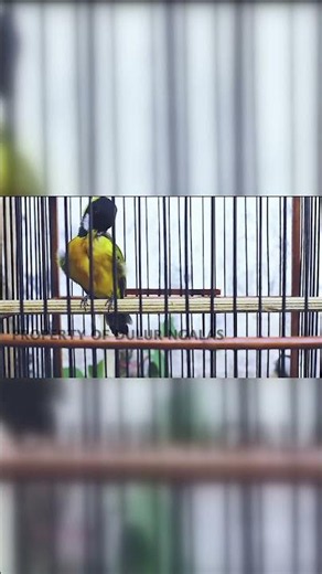 Bimolinya nih mantap