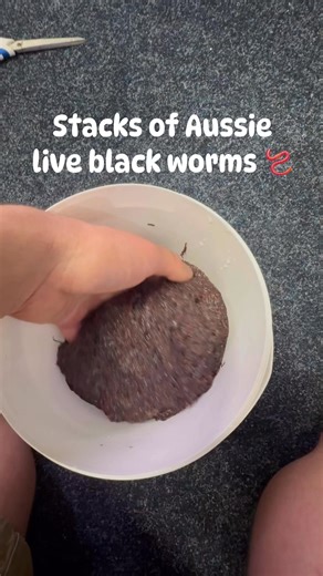 Stacks of amazing Aussie black worms, gross yet delicious (if your a fish) 🐟 🪱 | Allfish2u