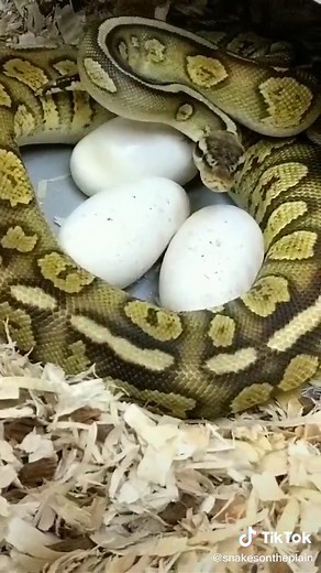 #pet #snakebreeder #birth #baby #layingegg #education #snakeegg #snake #snakesontheplain #snakesoftiktok #ballpythonsoftiktok #royalpython #nebraska
