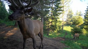 18K views · 515 reactions | Two Minutes with Two Fine Bulls [full...