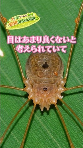 The Mysterious Harvestman: The Long-Legged Creature That Isn't a Spider #Harvestman #Arthropod #N...