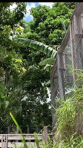 Have you ever seen a giant tortoise from underneath its shell? This really is a unique perspective. . . . #tortoiselove #aldabragianttortoise #tortoiseoftheday #reptilekeepers #babytortoise #aldabralover #tortoiselover | Florida Iguana and Tortoise Breeders