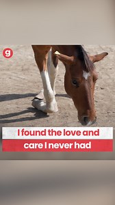 Help Gauri of PFA Uttarakhand save overworked and abused animals at tourist destinations. Donate now | Give