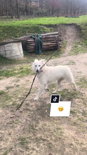 Pourquoi acheter des jouets astronomiques pour chiens ?