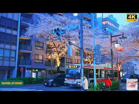 【4K HDR】Tokyo Nakano Sakura Walk 🌸 | Evening Stroll Under Cherry Blossoms