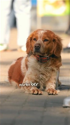 5 Dogs People Get For The Wrong Reasons