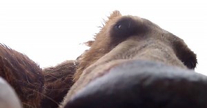 VIDEO: Bear eats GoPro