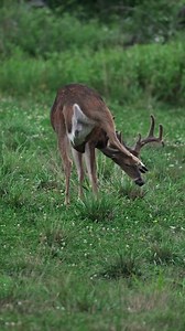 Alright we need name suggestions for this PA buck?!🦌 Lay em on us! #deer #buck #buckbuck #maturebuck #whitetail #whitetaildeer #whitetails #nature #outdoors #thebeardedbuck | The Bearded Buck
