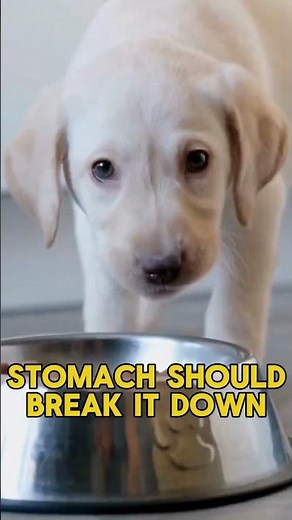 Why Your Dog Vomits Undigested Food #dog #dogs #shorts