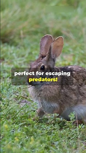 Did You Know This Rabbit Can Swim? | Swamp Rabbit Facts