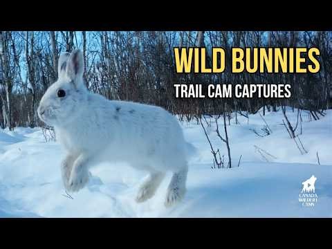 🐰50 Wild Bunnies Caught on Trail Cams! Watch Their Cute Hops. Peaceful Snowshoe Hare Compilation
