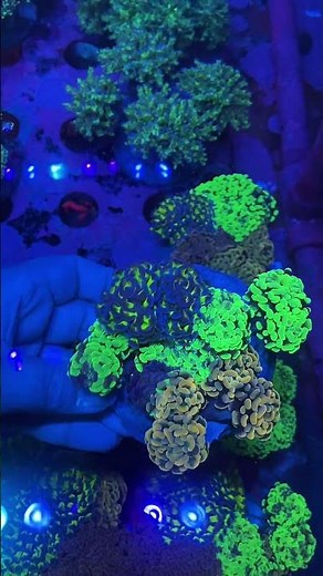 Euphyllia Hammer Coral Garden | Reef Tank Centerpiece #aquarium #coral #euphyllia #HammerCoral #reef