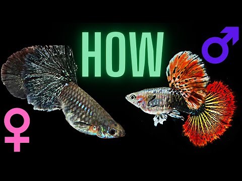 How to Identify Male and Female Guppy Fish Fry ?