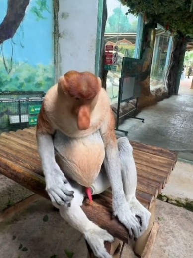 Proboscis Monkey: Nature's Unique Primate