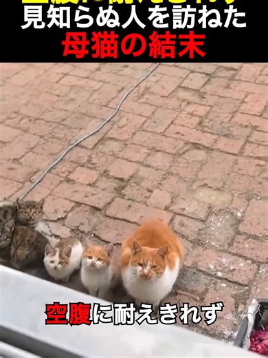 見知らぬ人を訪ねた母猫の物語