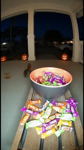 78K views · 188 reactions | Tiny Squirrel Trick-or-Treats Like a Pro...