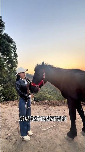 Unlock Equestrian Dreams: Top Horse Sales & Breeding Finds