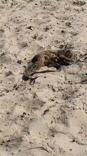 Mongoose got severly Injured by the attacks of Black Cobra Snake #snake #snakesofinstagram #snakes #reptile #reptiles #reptilesofinstagram #ballpython #python #reptilelover #nature #snakesofig #ballpythonsofinstagram #animals #wildlife #snakelover #ballpythons #exoticpets #pet #art #petsofinstagram #pets #royalpython #animal #ballpythonmorphs #reptilekeeper #boa #serpent #herpetology #tattoo #snakebreeder | Mobarak Snake Saver