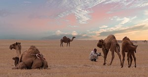 Wo leben Kamele – Afrika oder Asien? Die Heimat der großen Vierbeiner