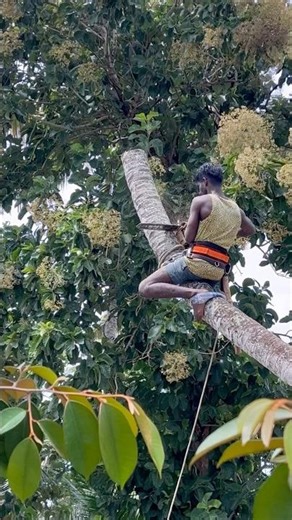 8610339350 tree cutter Suyambu | #treecutter