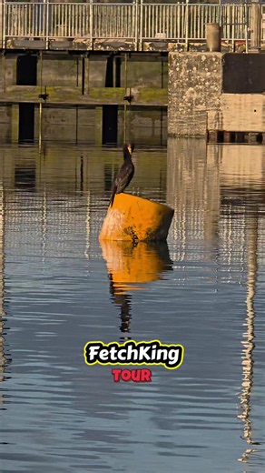 FetchKing Tour Padstow Cornwall: FetchKing sightseeing tour