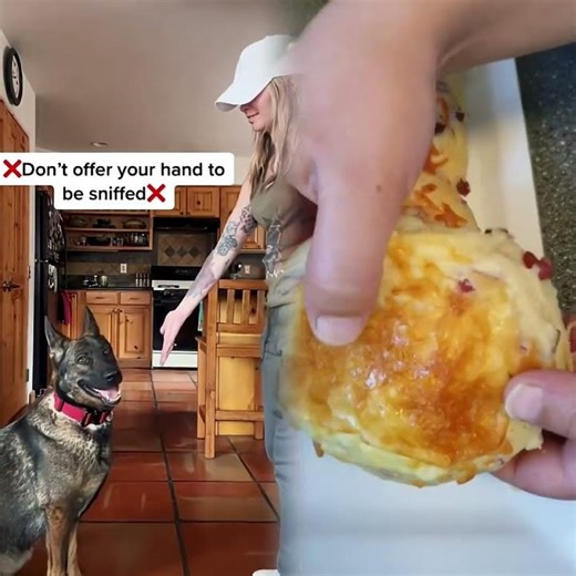 How NOT to greet a dog! With live examples & body language explained #dogtrainer