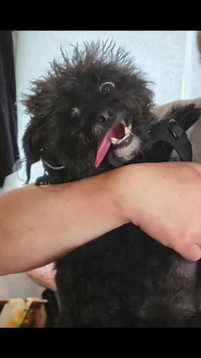 The experiment: Kittens were raised in darkness from birth, with two groups being the focus of the study. Vertical group: The kittens were exposed to a world of only vertical lines, such as patterns on cages and clothes worn by handlers. Horizontal group: These kittens were only exposed to a world of horizontal lines. The results: Vertical-only group: These kittens could navigate around vertical obstacles, but they were unable to see horizontal objects like chair legs and would constantly bump i